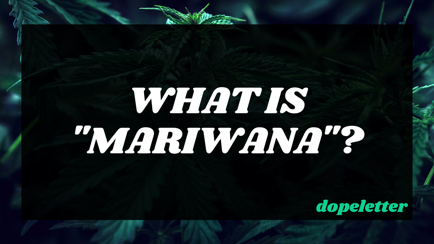 What is Mariwana?