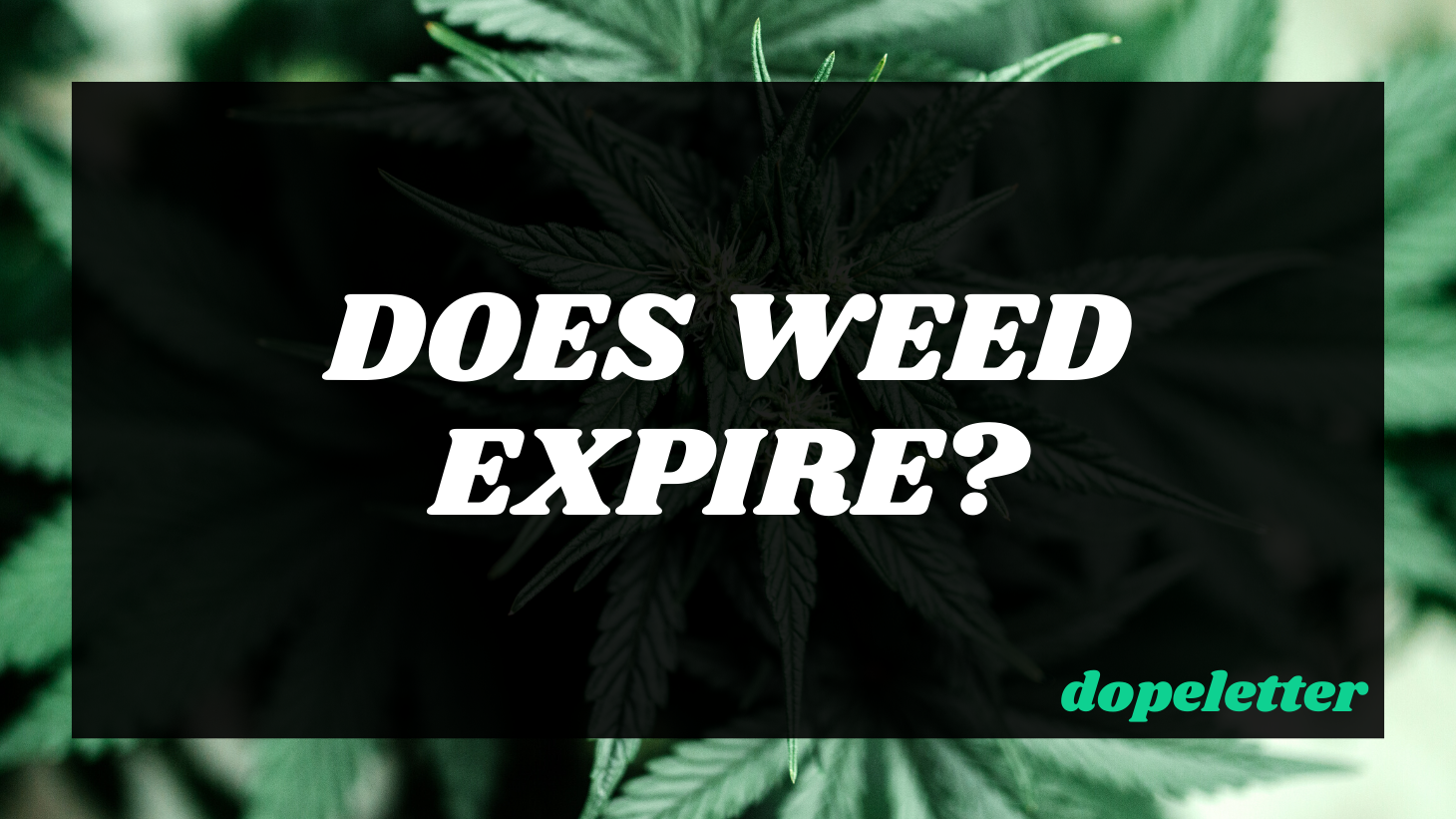 Does Weed Expire?